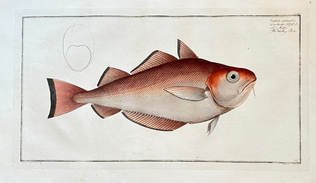 Marcus Elieser Bloch (1723–1799) – The Whiting Pout (Gadus barbatus) (1 of 1)