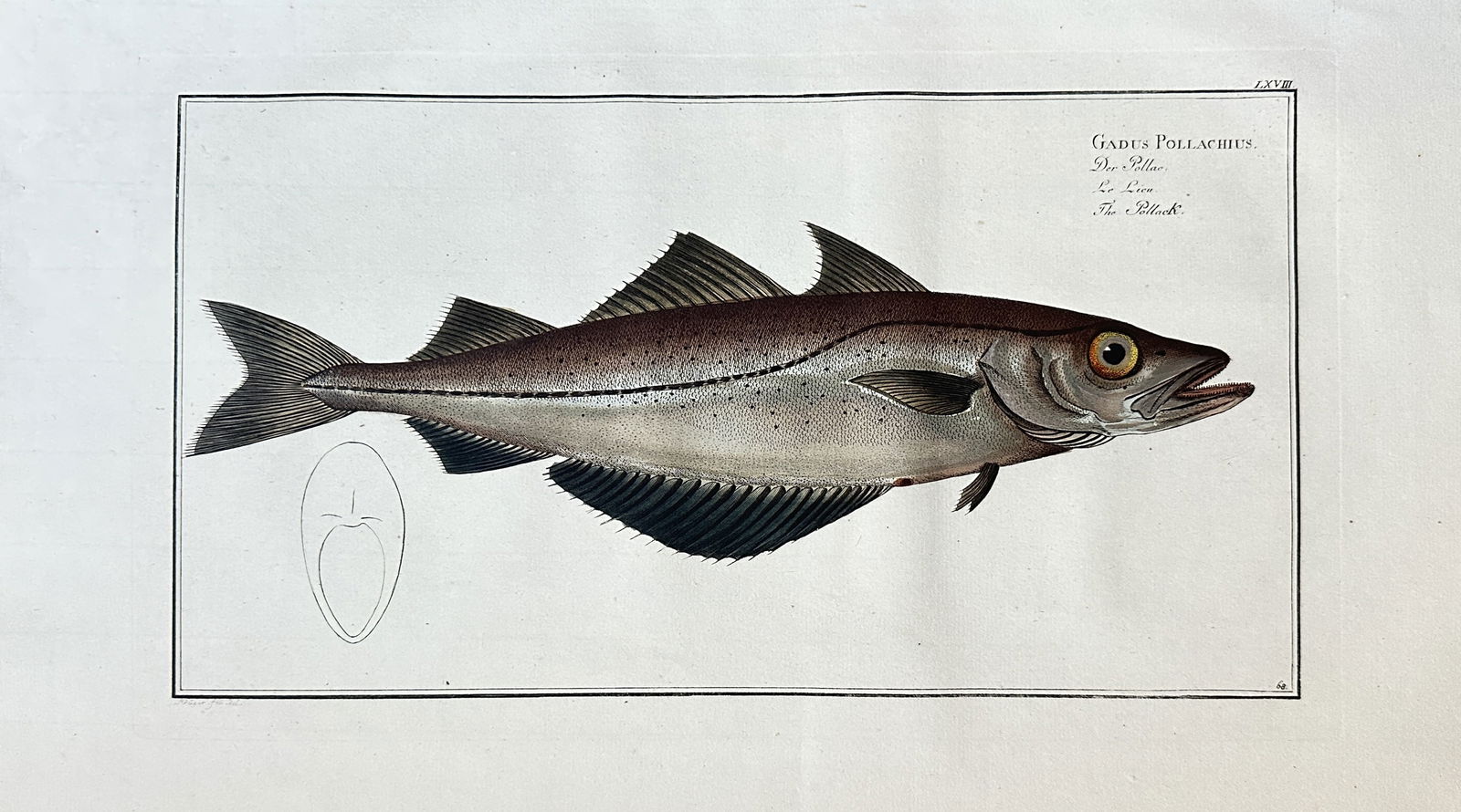 Marcus Elieser Bloch (1723–1799) – The Pollock – Engraving, Hand-coloured (c. 1785) (1 of 1)