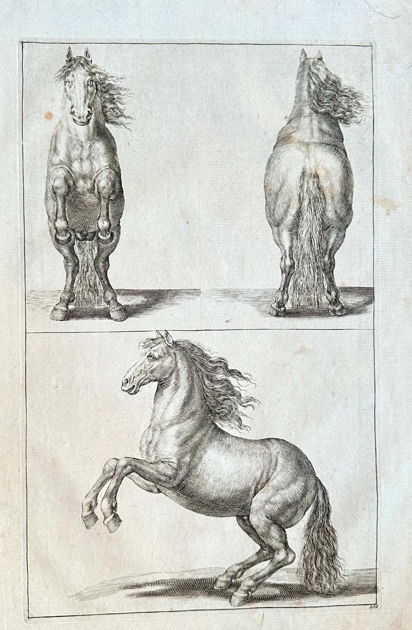 Gerard de Lairesse (1640–1711) – Studies of a Rearing Horse – Engraving (1 of 2)