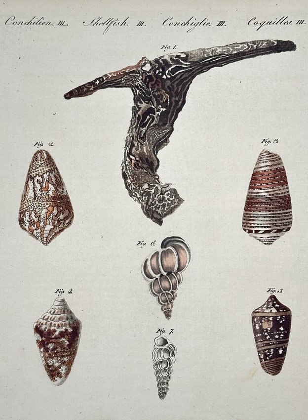 Friedrich Justin Bertuch – Study of Shells (Conchylia) – Engraving with hand-coloring (1 of 2)