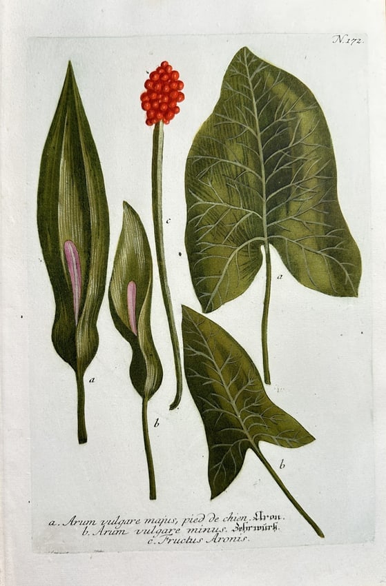 Johann Wilhelm Weinmann – Cuckoo Pint (Arum vulgare) Varieties and Fruit - Hand: This highly detailed botanical illustration documents various parts and forms of the Cuckoo Pint or Lords and Ladies plant (Arum vulgare), a common European species. The print illustrates the major an