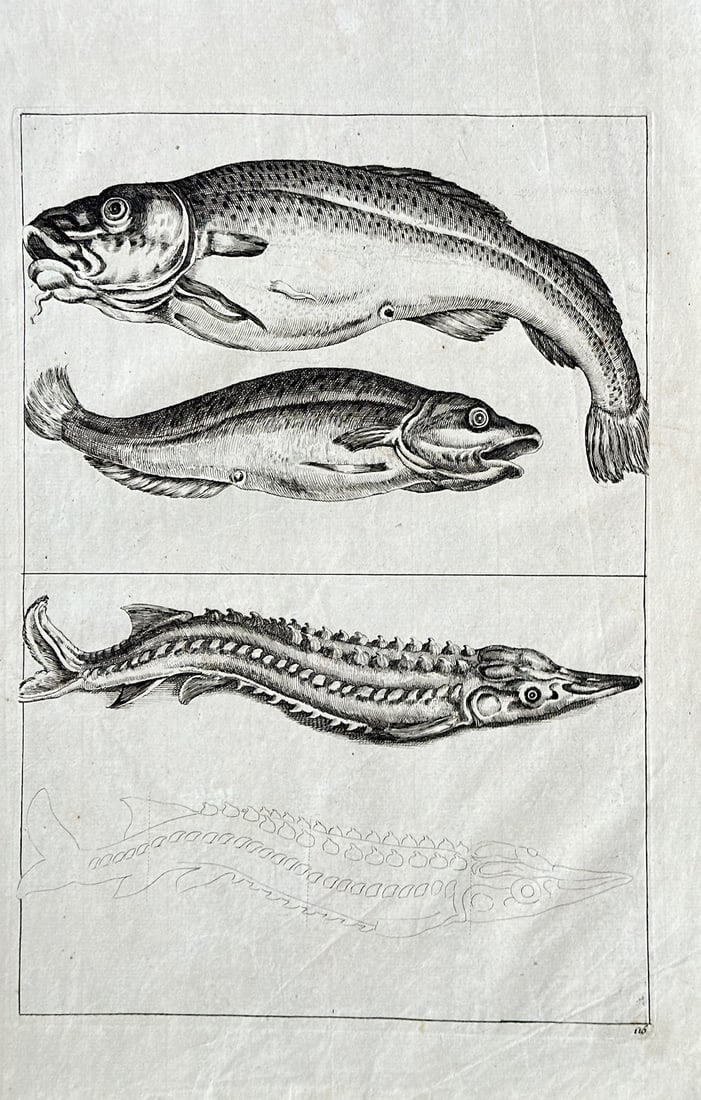 Frederick de Wit (c. 1629–1706) – Illustrations of Fish – Engraving (circa 1720) (1 of 2)