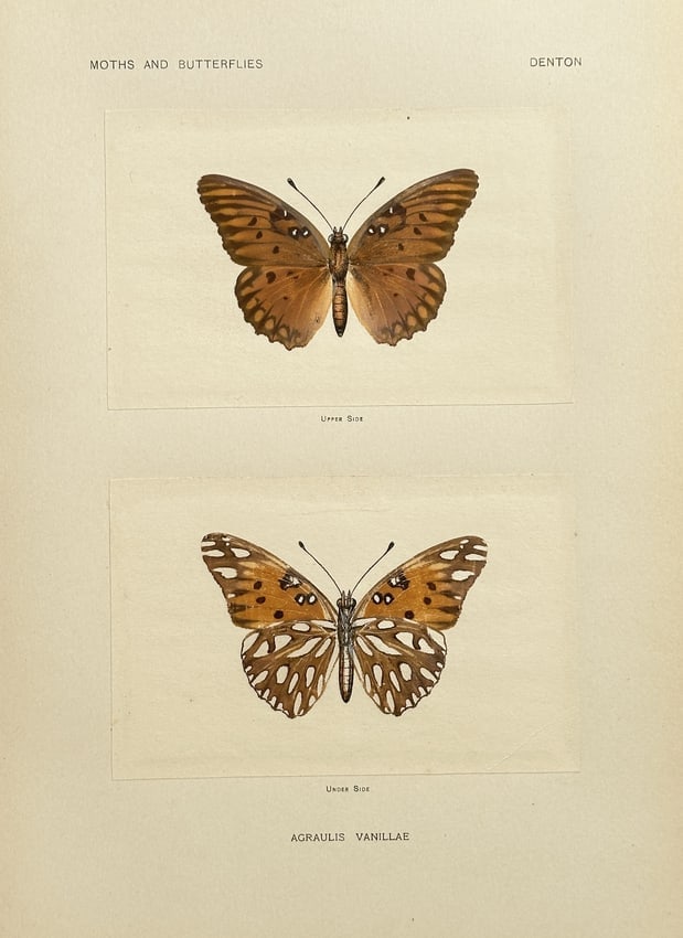 Sherman F. Denton – Agraulis vanillae (Gulf Fritillary) – Halftone Print (1 of 2)