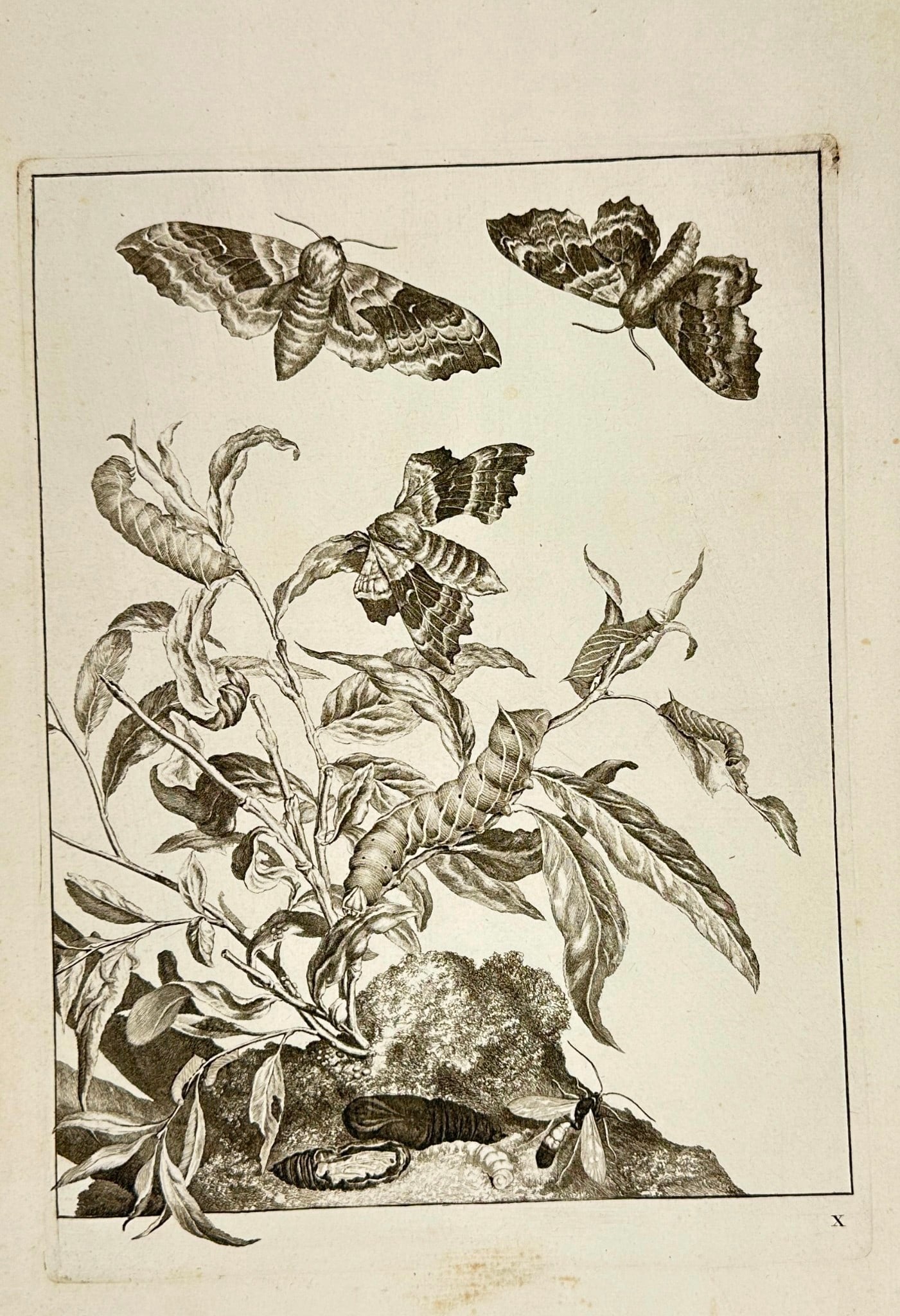 Johannes Sluyter – Moths and Larvae on a Peach Branch – Engraving (1774) (1 of 3)