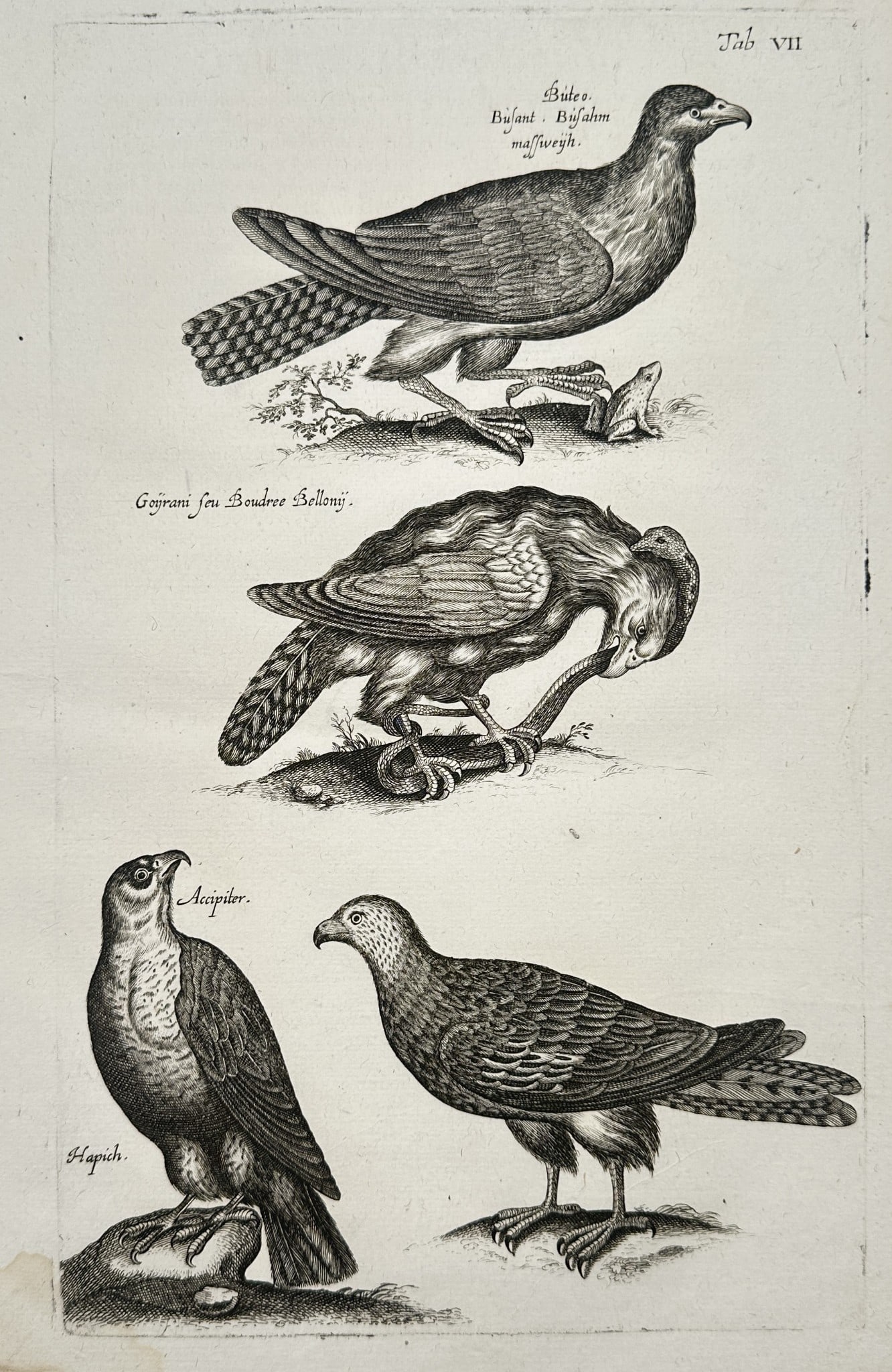 John Jonston (1603–1675) – Studies of Falcons and Raptors – Engraving (1650–1653 (1 of 2)