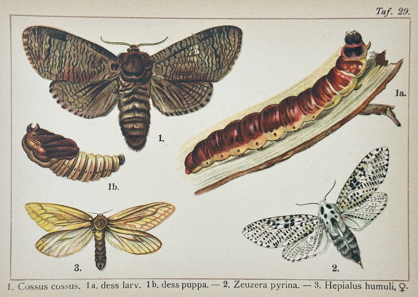 Gottfrid Adlerz (1858–1918) – Studies of Moth Species and Larval Development (1 of 2)