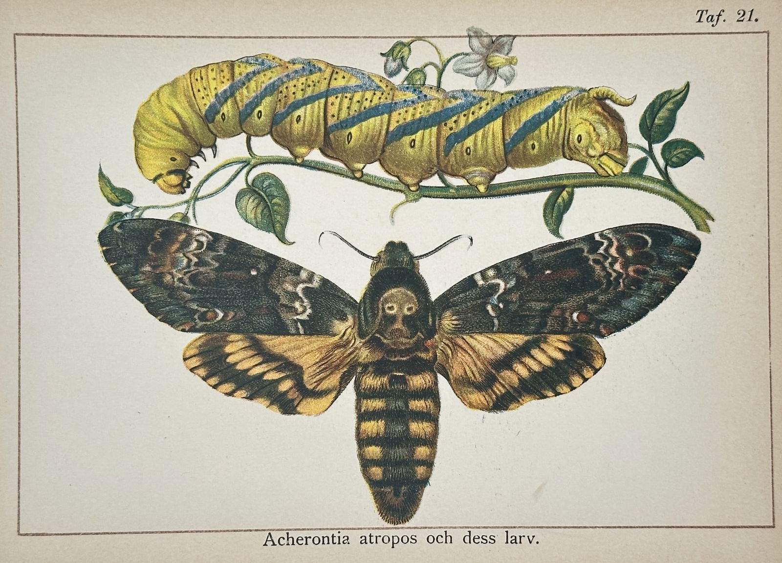 Gottfrid Adlerz (1858–1918) – Study of a Death’s-head Hawkmoth and Larva (1 of 1)