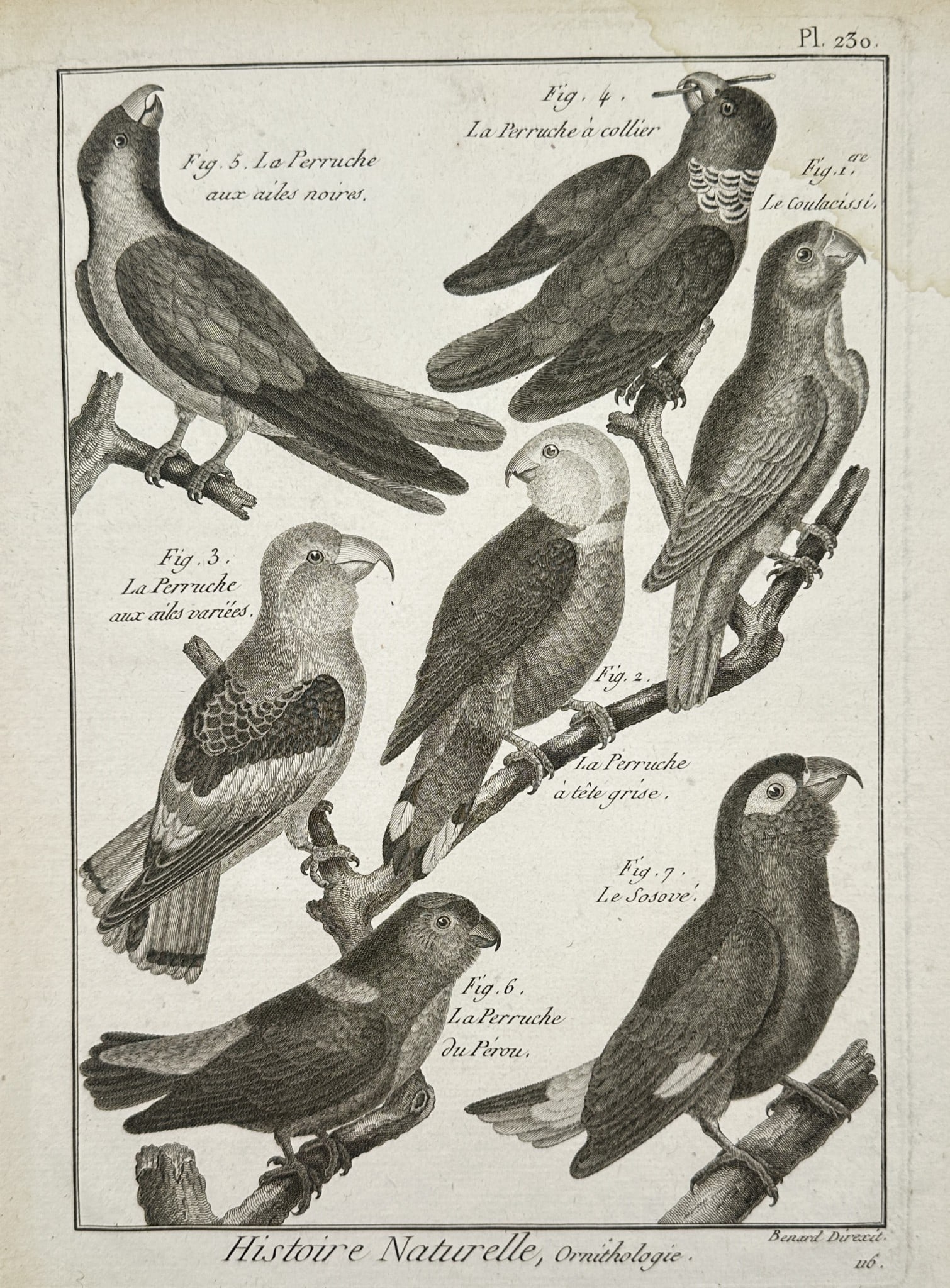 Robert Benard (1734–1777) – Studies of Parrots and Parakeets – Engraving (1 of 2)