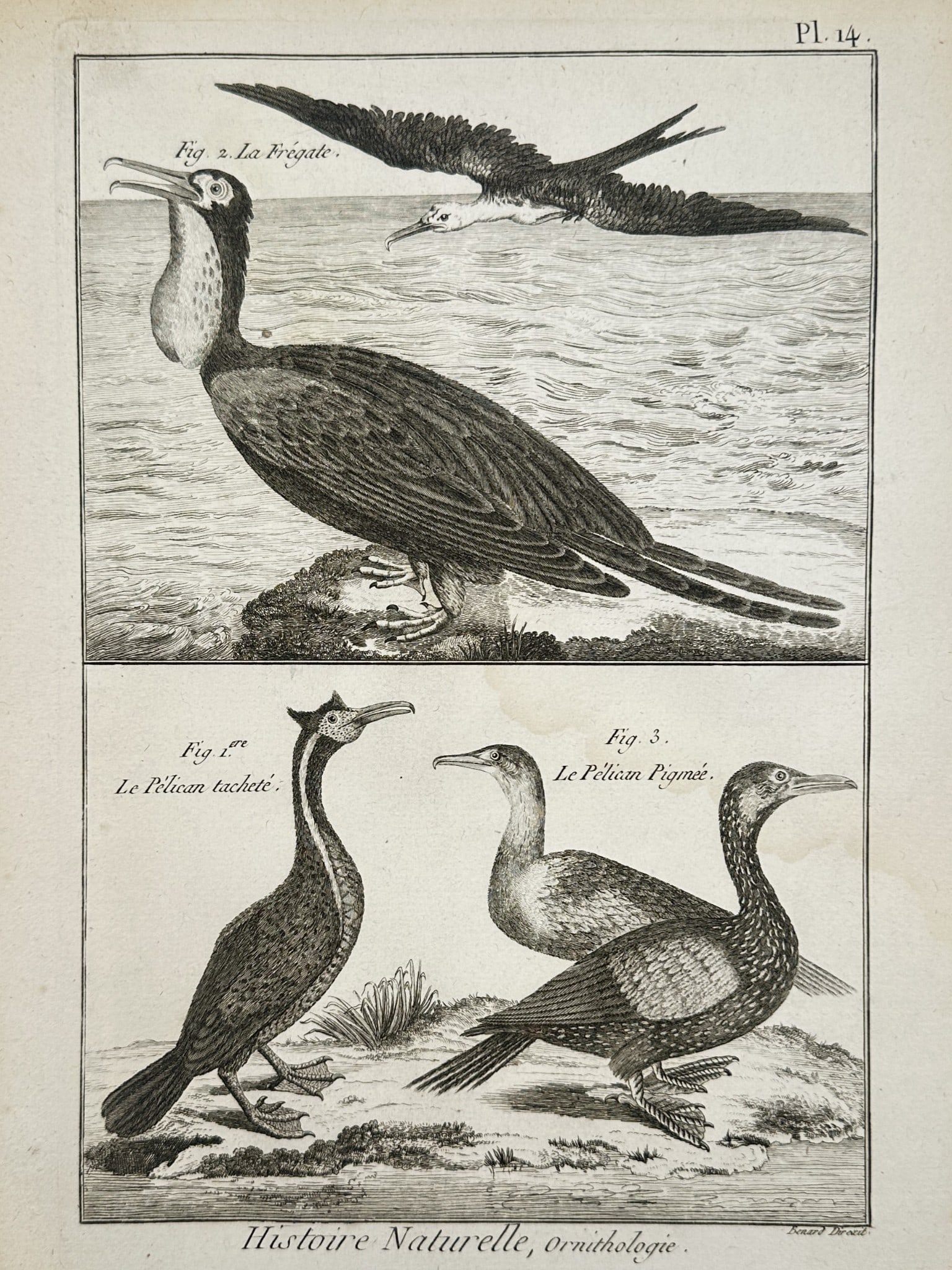 Robert Benard (1734–1777) – Studies of Frigate and Pelican Species – Engraving (1 of 2)