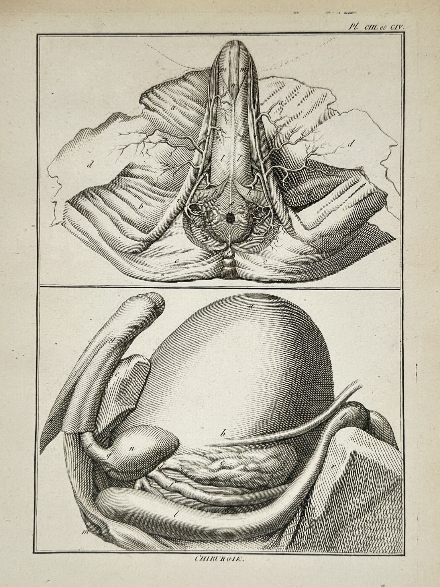 Denis Diderot (1713–1784) – Anatomical Study of Pelvic and Internal Organs (1 of 2)