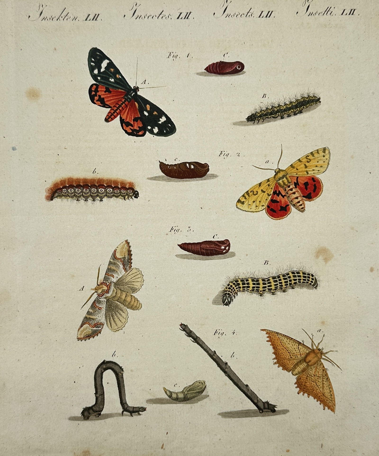 Friedrich Justin Bertuch (1747–1822) – Studies of Moths and Caterpillars (1 of 2)