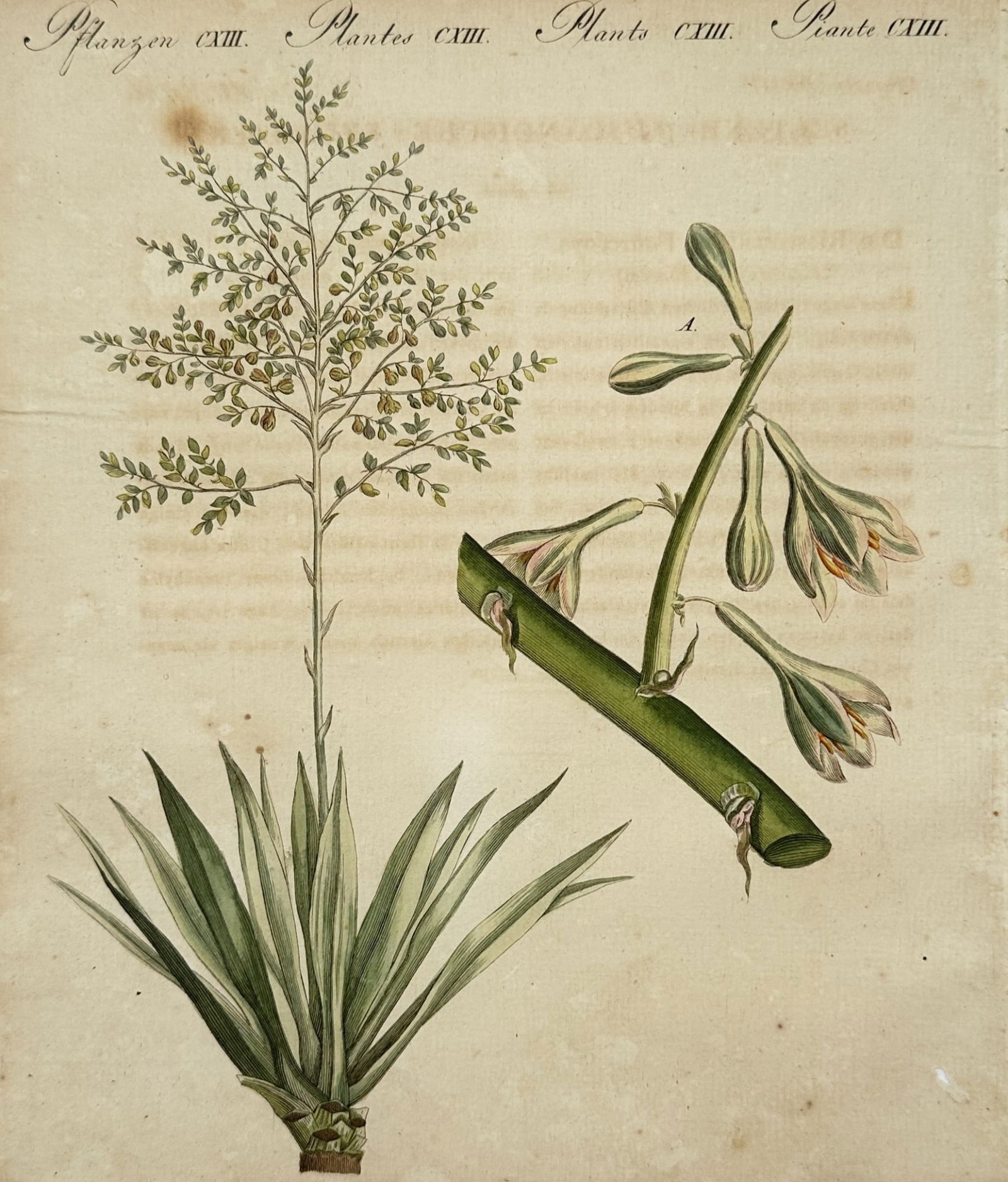 Friedrich Justin Bertuch (1747–1822) – Studies of Exotic Succulent Plants (1 of 2)