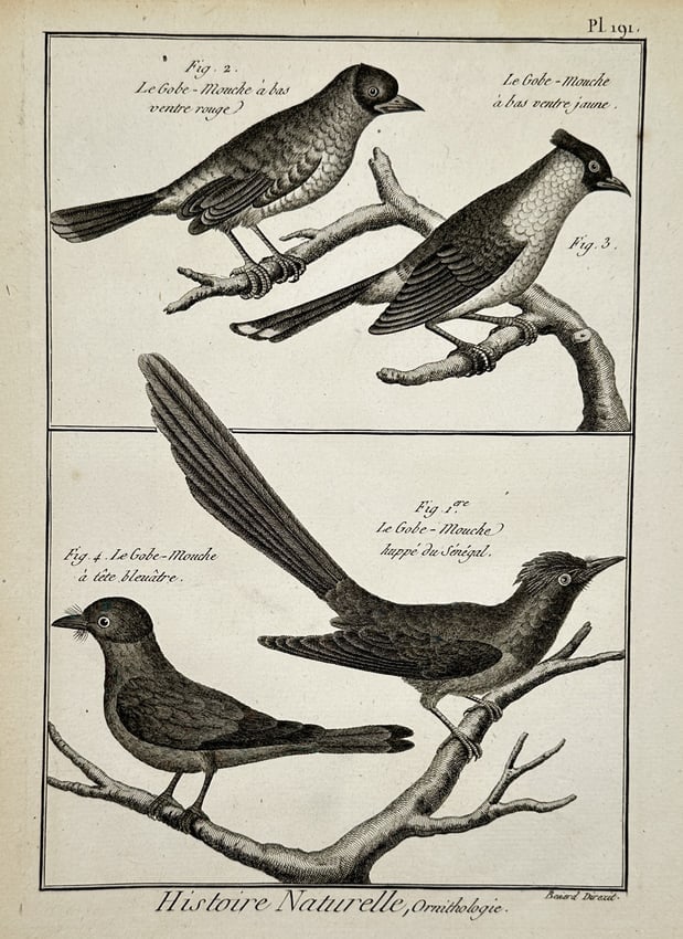 Robert Benard (1734–1777) – Ornithological Study of Flycatchers – Copper engraving (1 of 2)