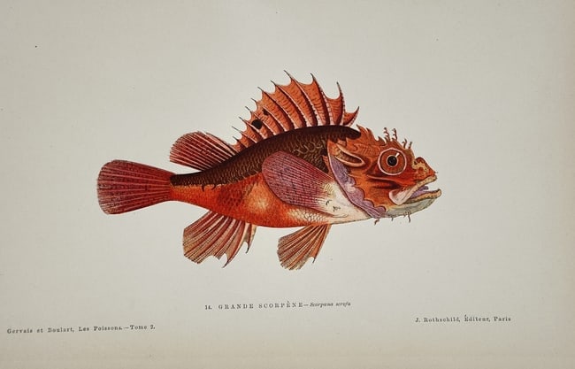 Jules Rothschild (19th Century) – Large Red Scorpionfish – Lithograph with hand- (1 of 2)