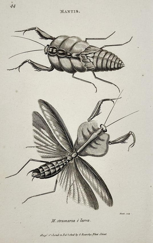 George Shaw (1751–1813) – Mantis (M. straminaria) and Larva – Engraving (1803): This engraving, Plate 44, illustrates two stages of the life cycle of a species of mantis (M. straminaria), showing the fully winged adult below and the wingless larval form above. The plate details t