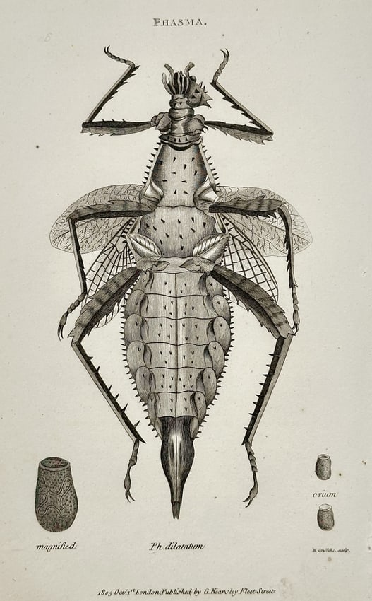 George Shaw (1751–1813) – Giant Thorny Phasmid (Phasma dilatatum) with Egg Detai (1 of 2)