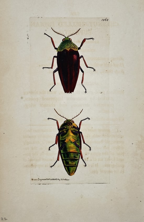Richard Polydore Nodder – Study of Two Jewel Beetles (Buprestis species) – Engraving (1 of 2)