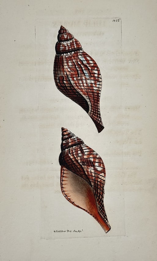 Richard Polydore Nodder – Study of Two Turreted Whelks/Shells – Engraving (1 of 2)