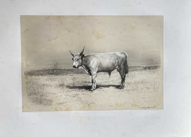 Emile Baudement (1819–1886) – Hungarian Bull – Lithograph (c. 1845): This lithograph is a zoological illustration from a 19th-century edition of Buffon’s Histoire Naturelle. The print, titled "Taureau Hongrois," depicts a Hungarian bull standing in a landscape. The w