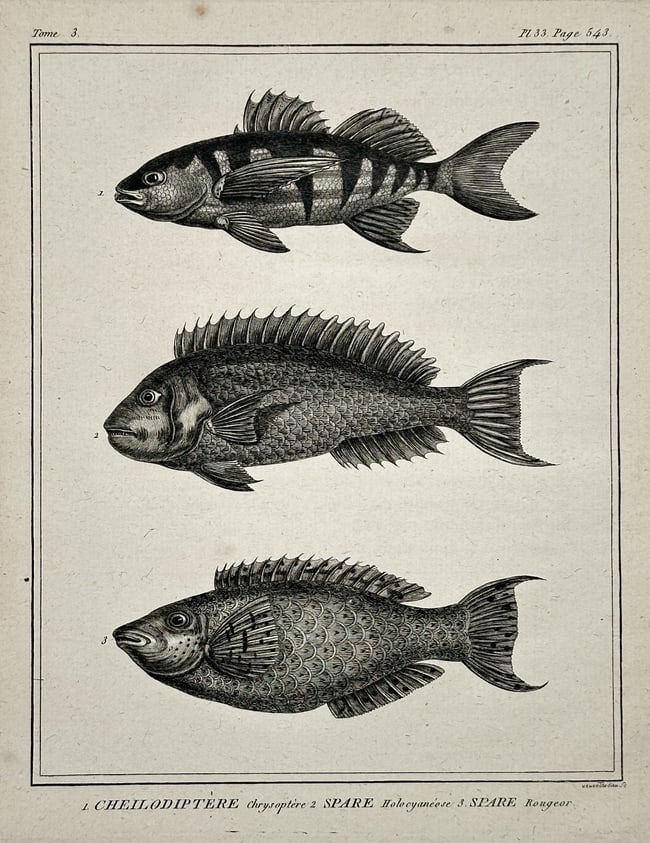 Georges-Louis Leclerc, Comte de Buffon – Fish Illustrations (Sparus Rougeot) (1 of 1)