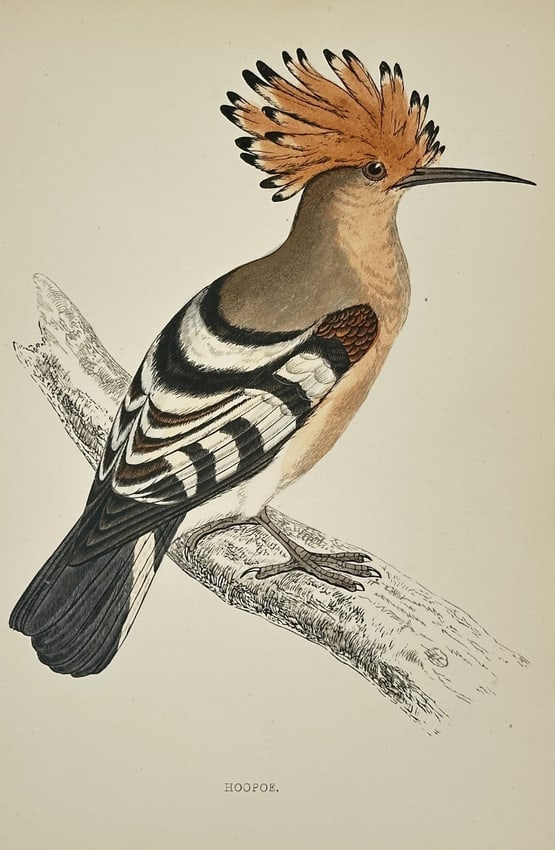 Francis Orpen Morris (1810–1893) – Illustration of Hoopoe – Hand-colored engraving: This print is a detailed illustration of a bird titled Hoopoe (Upupa epops), shown perched in profile on a branch. The bird is distinguished by its dramatic, erectile fan-shaped crest of orange-brown