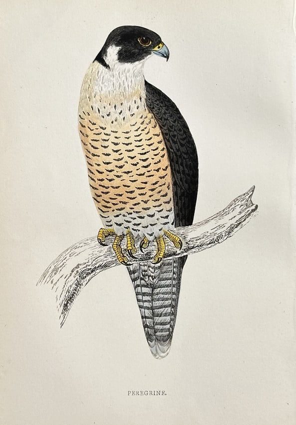 Francis Orpen Morris (1810–1893) – Peregrine Falcon – Hand-coloured engraving: This antique print depicts the Peregrine Falcon (Falco peregrinus), known globally for its speed and striking hunting prowess. The raptor is shown perched, featuring the species’ characteristic dark