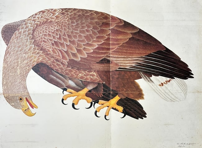 Olof Rudbeck the Younger (1660-1740),after – Aquila Maritima (Sea Eagle) (1 of 2)