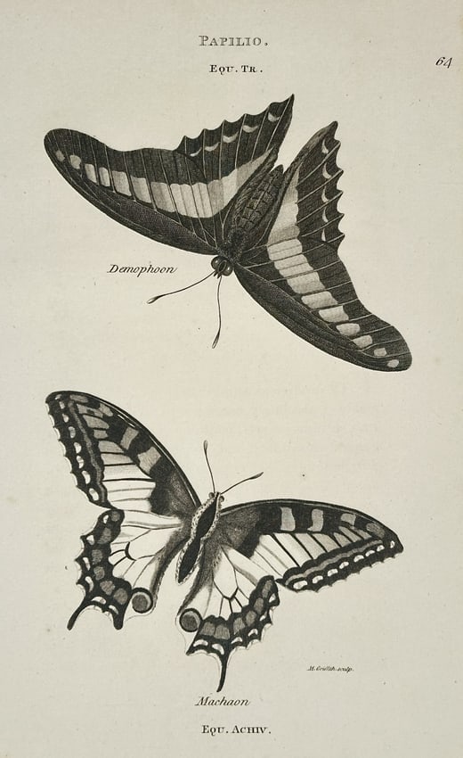 George Shaw (1751–1813) – Illustration of Papilio: Demophoon and Machaon (1 of 2)