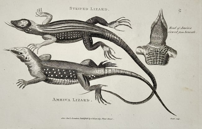 George Shaw (1751–1813) – Striped Lizard and Ameiva Lizard – Copperplate engraving (1 of 2)