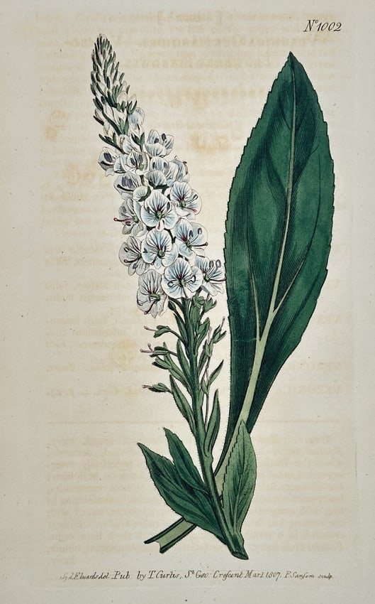 William Curtis (1746–1799) - Epilobium Spicatum - Hand-colored Engraving (1807): This hand-colored copperplate engraving depicts a flowering plant characterized by a tall spike of white and pale purple flowers and a large, dark green basal leaf. The illustration is from The Botani