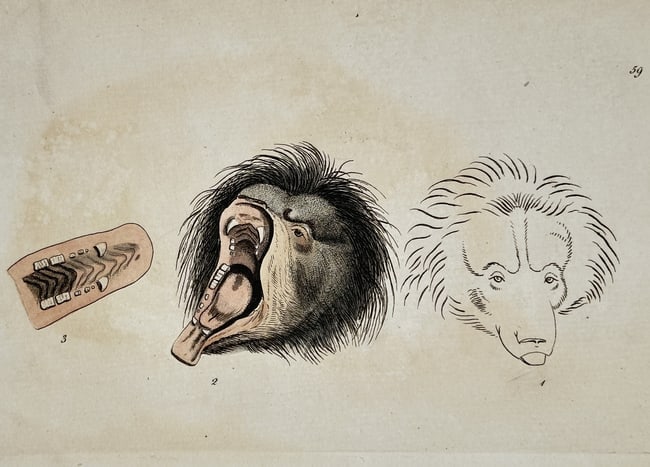 Frederick Polydore Nodder (Active 1770–1800) – Zoological Illustration of the Sl: This hand-colored engraving provides a unique anatomical and facial study of a sloth species. The plate features three distinct figures: a detailed rendering of the animal's open mouth and tongue in p