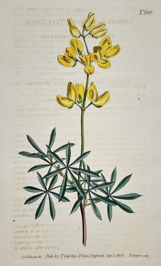 William Curtis – Yellow Lupine – Hand-colored engraving (1803): This hand-colored engraving depicts the Yellow Lupine, a flowering plant identified by its characteristic palmate leaves and a dense terminal spike of brilliant yellow, pea-like flowers. The botanical