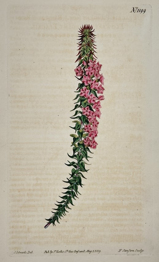 William Curtis – Cluster-headed Phylica – Hand-colored engraving (1809): This hand-colored engraving depicts the Cluster-headed Phylica, a South African shrub characterized by its tightly spiraling, dark green leaves and a dense spike of vivid pink flowers clustered near t