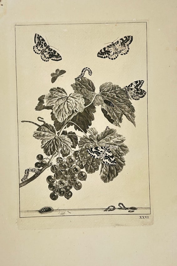 Jacob L'Admiral (1700–1770) – Botanical Study of Grape leaves – Engraving (1774): This finely detailed engraving features a botanical study of grape leaves, clusters, and butterflies. The composition captures the naturalistic forms and textures with intricate shading and linework,