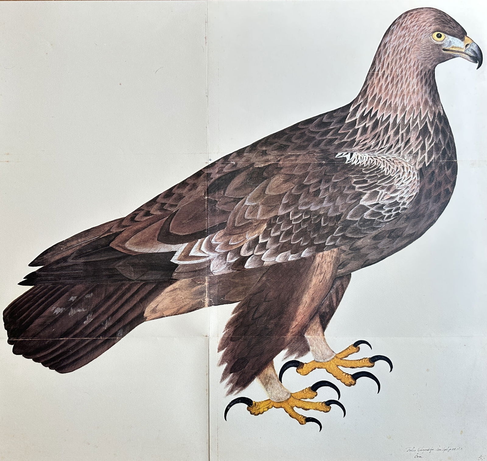 Olof Rudbeck the Younger (1660–1740) – Golden Eagle (Aquila chrysaetos) – Facsimile (1 of 2)