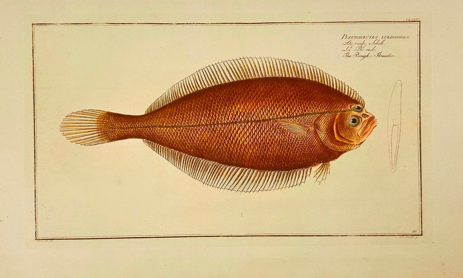 Marcus Elieser Bloch – Pleronectes Limandoides (Flatfish) - Copperplate Engraving (1 of 2)