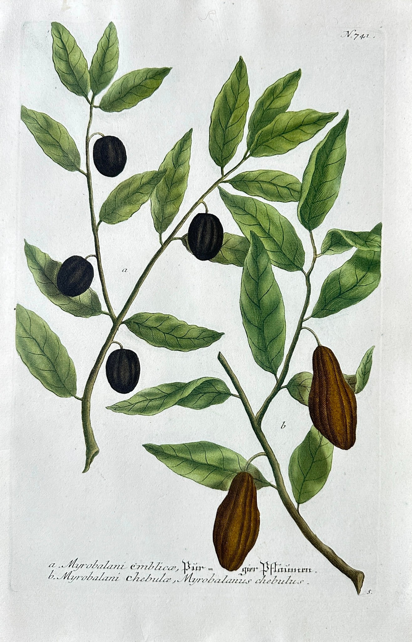 Johann Wilhelm Weinmann (1683-1741) – Myrobalan and Plum Species (1 of 2)