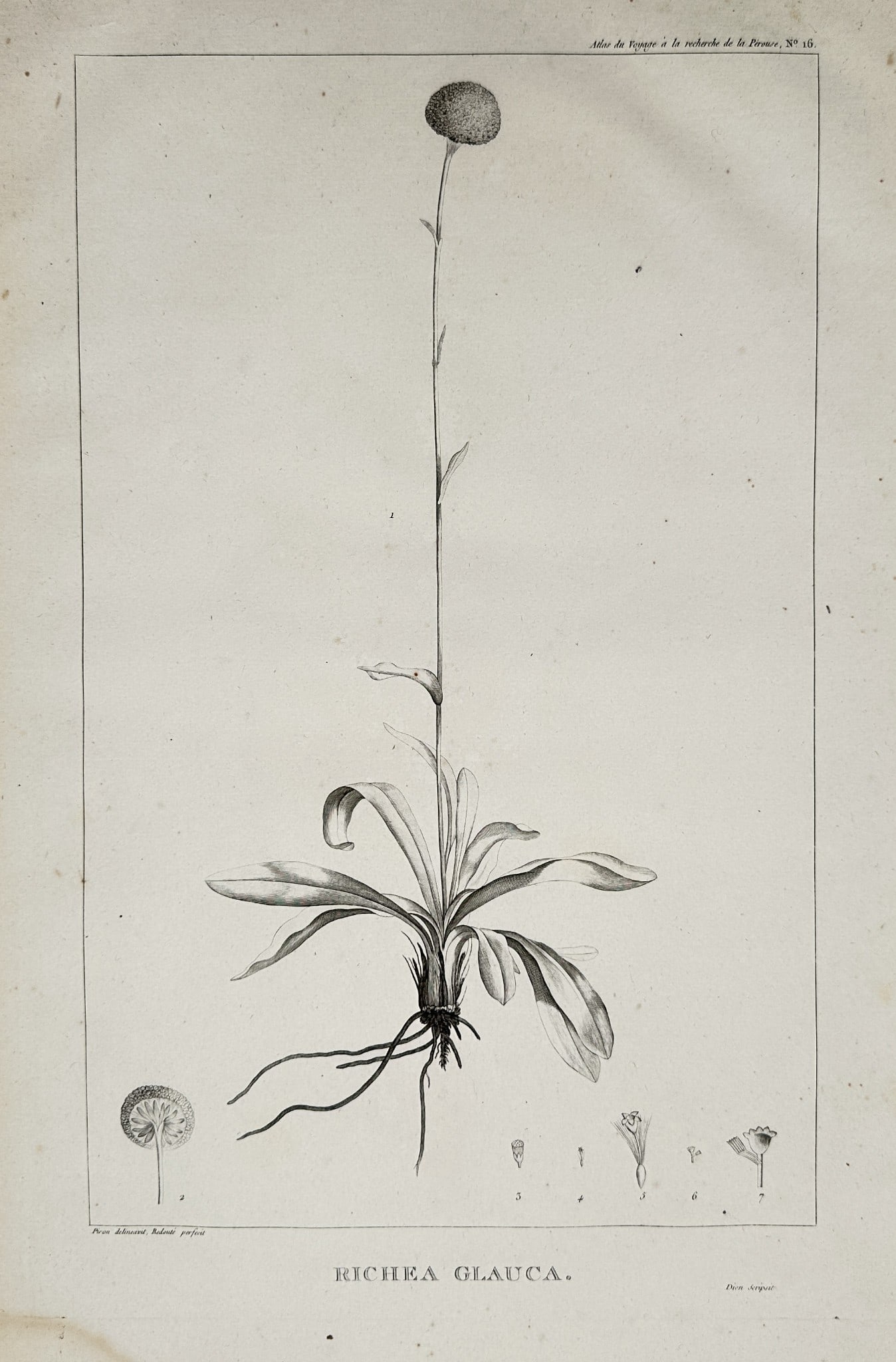 Pierre-Joseph Redouté (1759–1840) – Richea Glauca (Dracophyllum milliganii) (1 of 2)