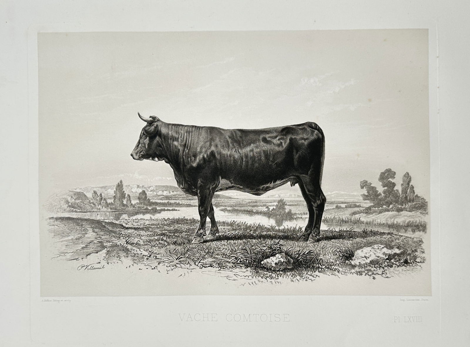 Emile Baudement – Comtoise cow – Plate from Les races bovines - Heliogravure (1 of 2)