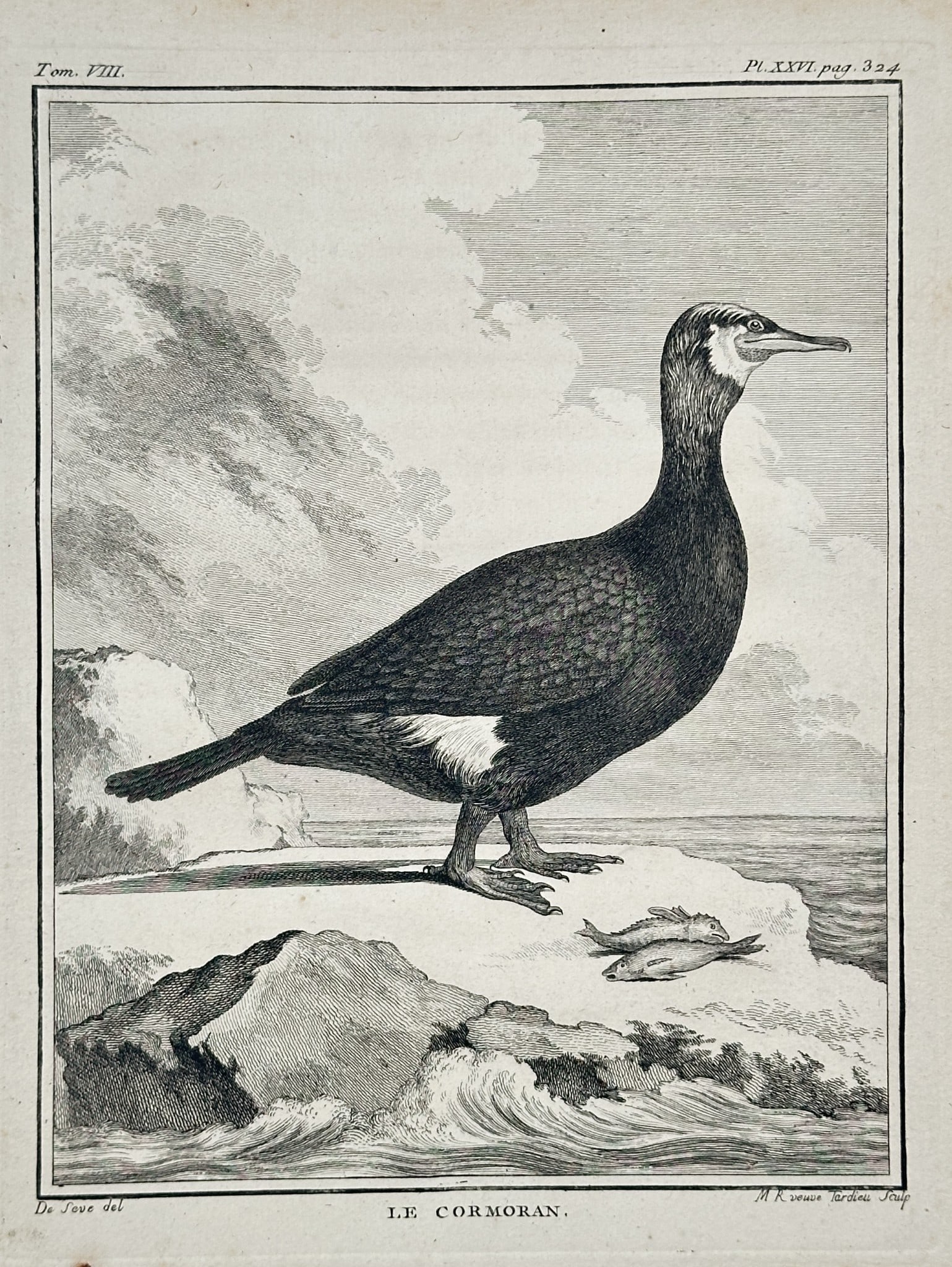 Georges-Louis Leclerc, Comte de Buffon (1707–1788) – Le Cormoran (1 of 2)