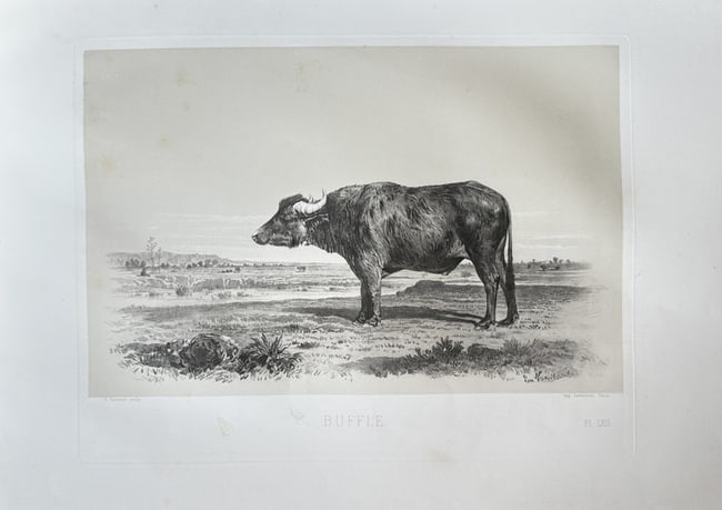 Emile Baudement (1819–1886) and L. Lherminier (active c. 1820s–1850s): This engraving is a zoological illustration from a 19th-century edition of Buffon’s Histoire Naturelle. The print, titled "Buffle," depicts a water buffalo standing in a landscape. The work is a pri