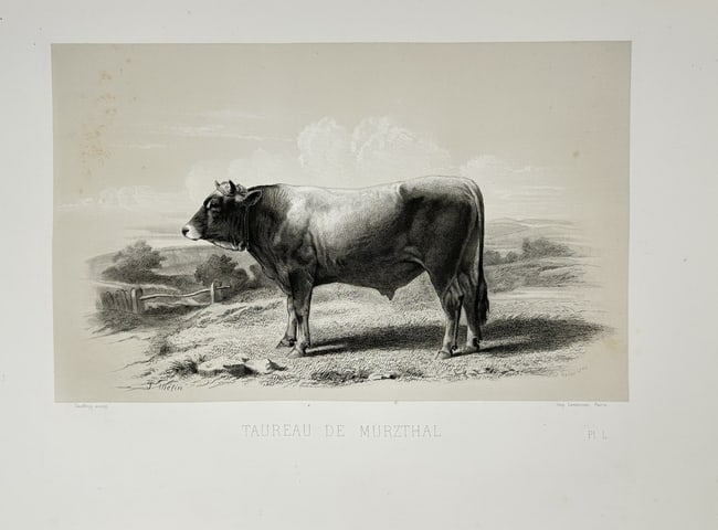 Emile Baudement – Mürztal Bull – Plate L from Les races bovines - Heliogravure: This heliogravure illustrates the Mürztal bull, a representative of the Styrian mountain cattle breed native to the Mürz Valley region in Austria. Displayed in profile against a rural backdrop, the