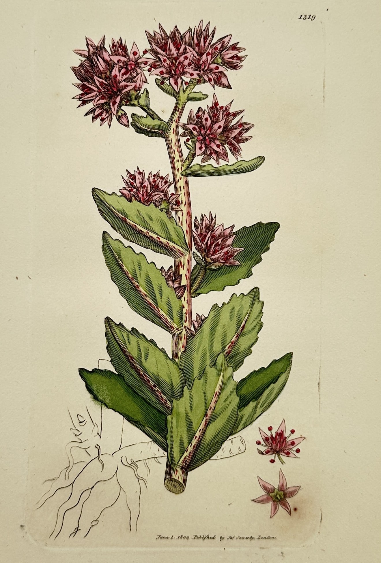 James Sowerby (1757–1822) – Study of Orpine or Livelong – Hand-coloured engraving: "Sedum Telephium" illustrates the succulent foliage and dense terminal clusters of pinkish-purple flowers of the orpine plant. The composition features a stout, upright stem with serrated, fleshy leav