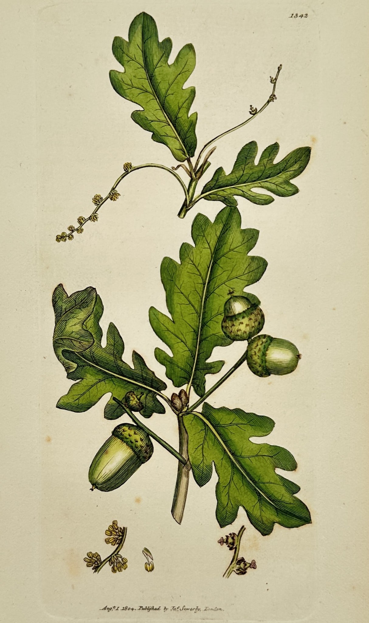 James Sowerby (1757–1822) – Study of Common Oak: "Quercus Robur" illustrates a fruiting branch of the common oak, featuring lobed green leaves and several maturing acorns nestled in their characteristic scaly cups. The composition also depicts the d