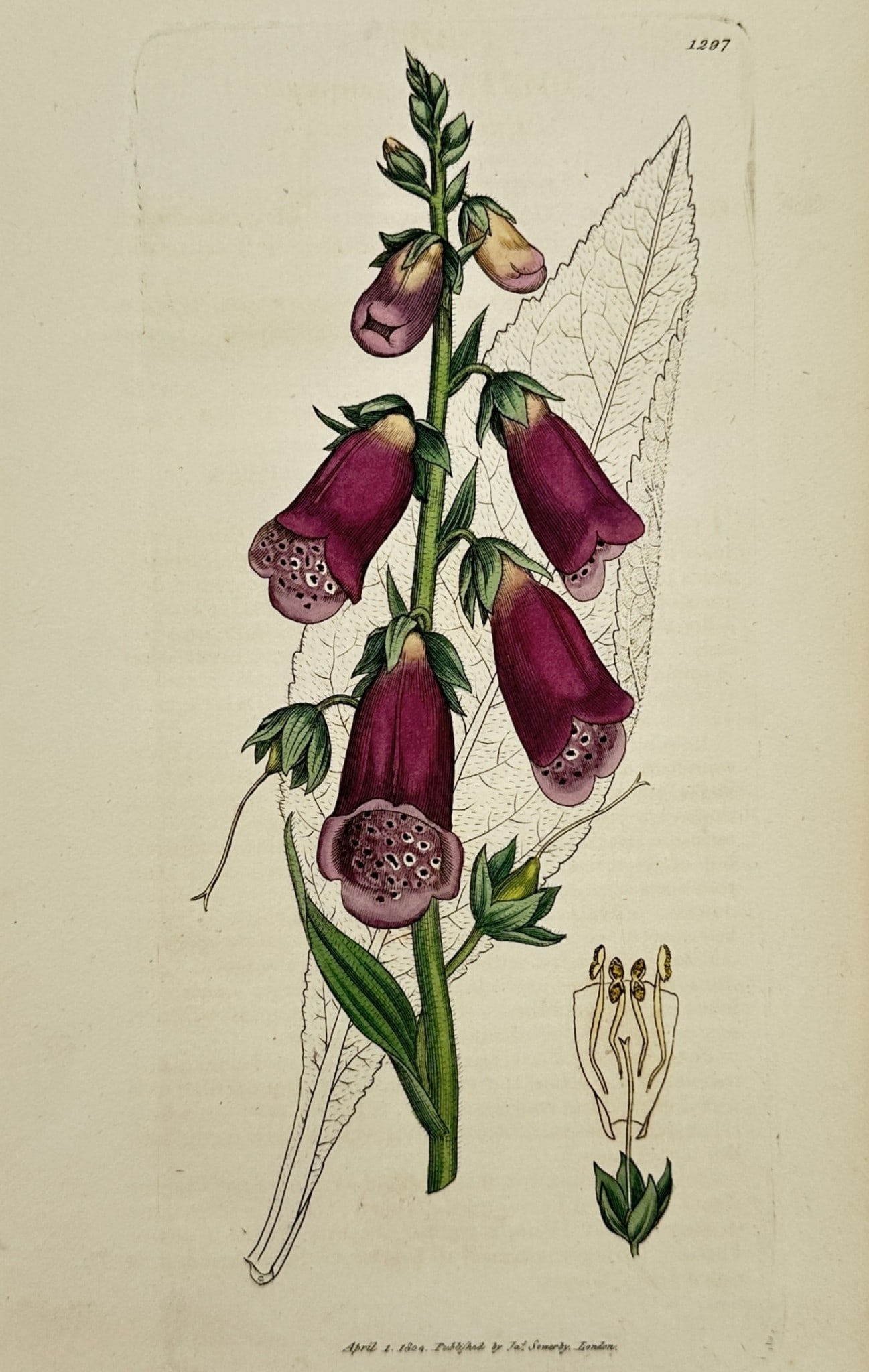 James Sowerby (1757–1822) – Study of Purple Foxglove – Hand-coloured engraving (1 of 2)