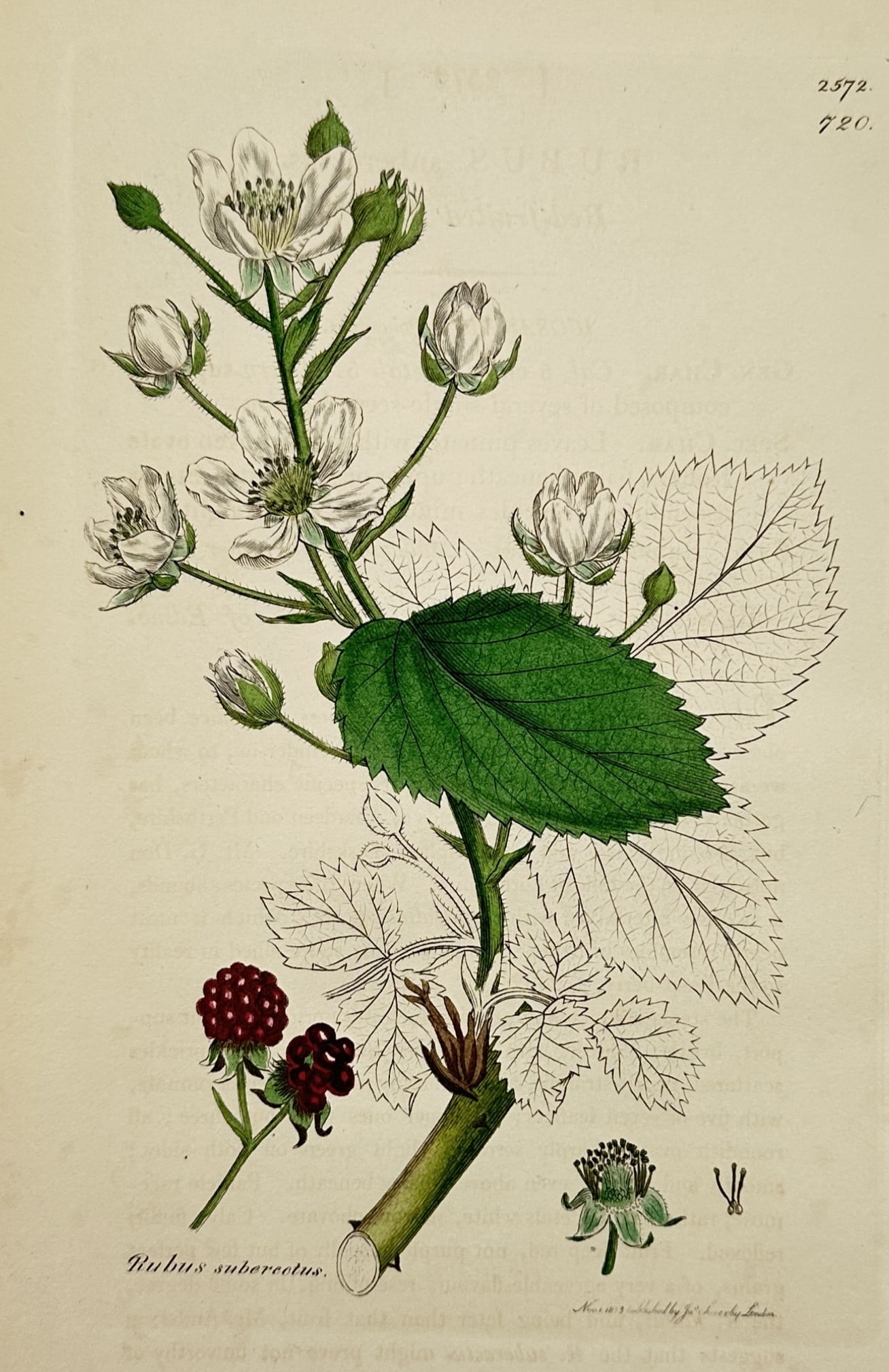 James Sowerby (1757–1822) – Study of Suberect Bramble: "Rubus suberectus" illustrates a flowering and fruiting specimen of the suberect bramble. The composition features a central woody stem bearing a cluster of white blossoms and green serrated leaves, w