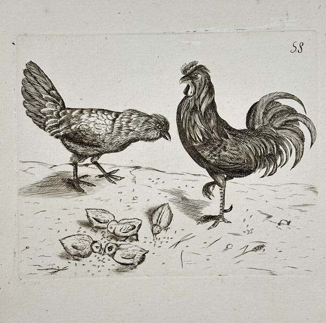 Unknown Artist – Study of a Rooster, Hen, and Chicks – Etching: This etching depicts a farmyard scene showing a proud rooster and a hen attending to a cluster of chicks feeding on the ground. The illustration is a zoological study, likely intended as a plate for a