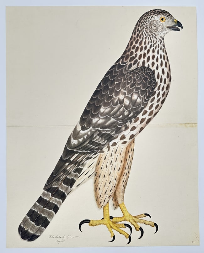 Olof Rudbeck the Younger (1660–1740) – The Honey Buzzard (Falco Buteo) (1 of 1)