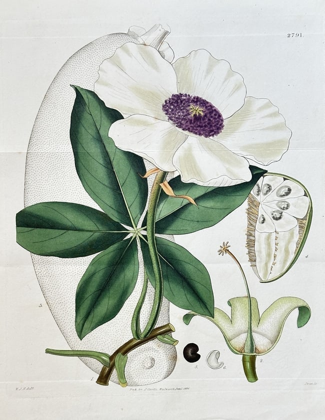 Samuel Curtis (1779–1860) – Malabar Chestnut – Hand-coloured engraving (1828) (1 of 2)