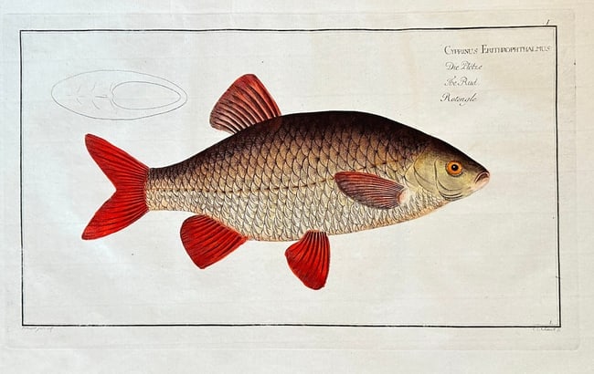 Marcus Elieser Bloch (1723–1799) – The Roach (Cyprinus erythrophthalmus) (1 of 1)